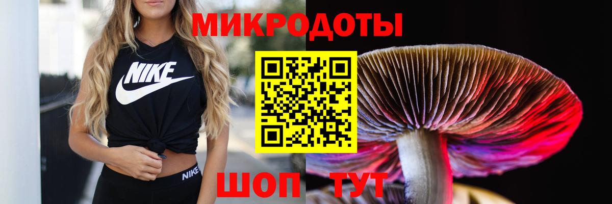 Псилоцибиновые грибы Psilocybe Архангельск
